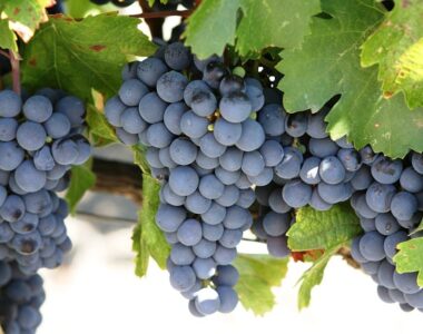 Nho Cabernet Sauvignon