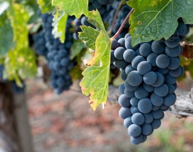 Primitivo