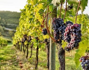 Sangiovese