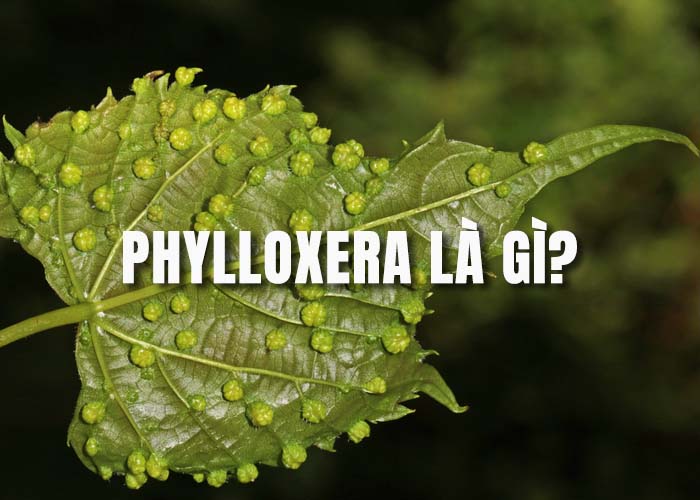 Phylloxera Là Gì